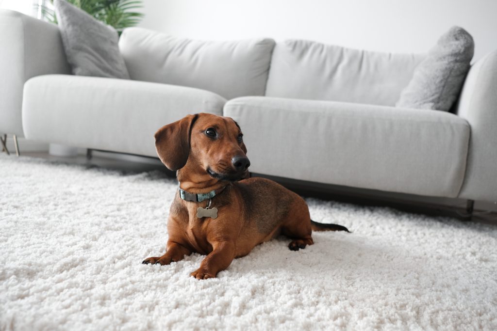 “Brown dachshund lying on a white fluffy carpet in a modern living room, wearing a teal collar with a bone-shaped tag.”